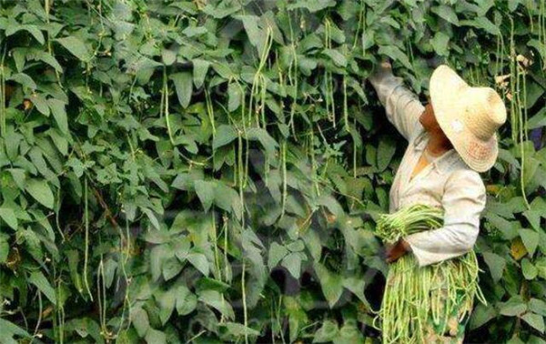 芸豆怎么种才能高产，种植芸豆的高产方法