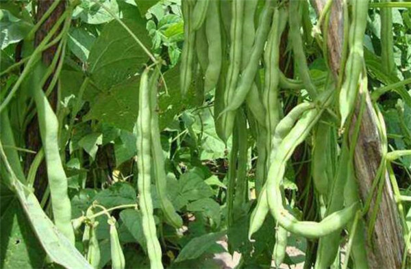 芸豆怎么种才能高产，种植芸豆的高产方法