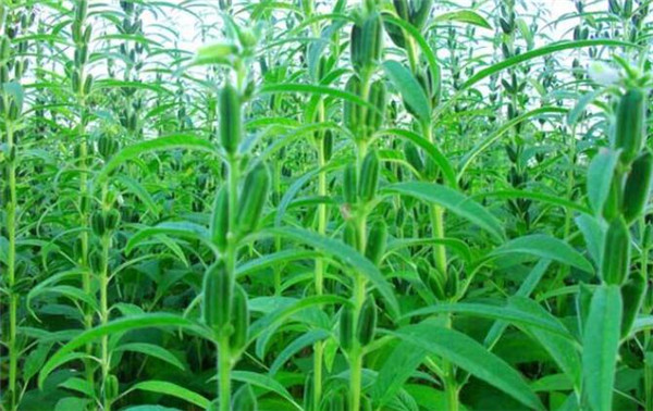 芝麻种植时间，芝麻播种方式