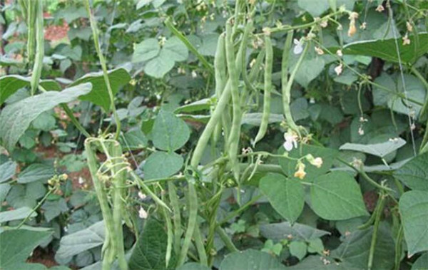 阳台种植四季豆的方法，四季豆的病虫害防治