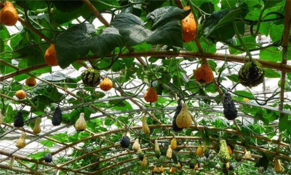 南瓜产地在哪里，南瓜的栽培品种