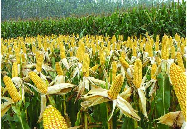 玉米对肥料有哪些需求，种玉米用什么肥料最好
