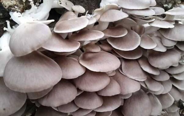 袋装平菇种植技术，袋栽优点可控制杂菌和害虫的危害