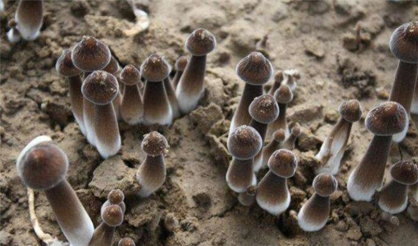 鸡枞菌价格多少钱一斤,鸡枞菌价格100多左右一斤