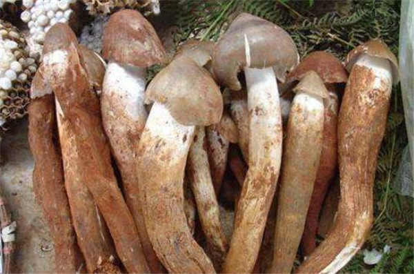 鸡枞菌价格多少钱一斤,鸡枞菌价格100多左右一斤