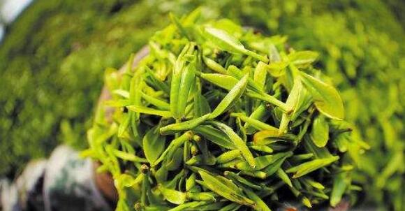 明前茶多少钱一斤(几百不是新茶)，明前茶采摘时间部位