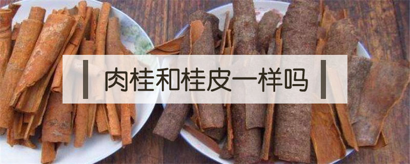 肉桂和桂皮一样吗