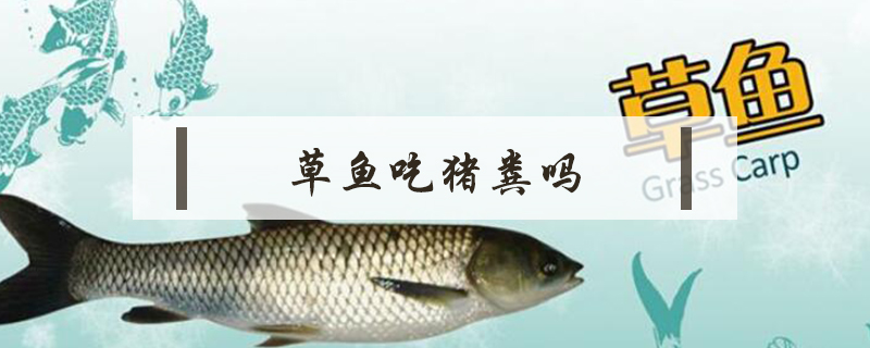 草鱼吃猪粪吗