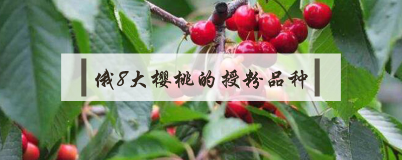 俄8大樱桃的授粉品种