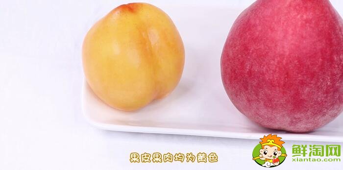 黄桃和水蜜桃的区别