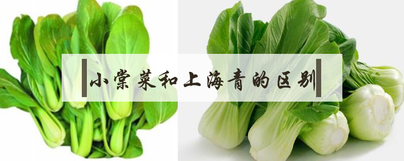 小棠菜和上海青的区别