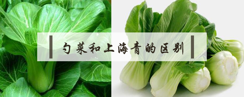 勺菜和上海青的区别