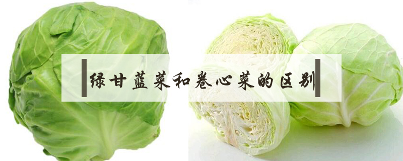 绿甘蓝菜和卷心菜的区别