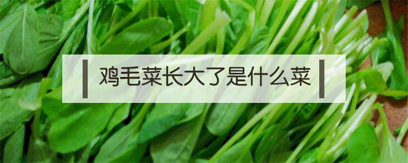 鸡毛菜长大了是什么菜