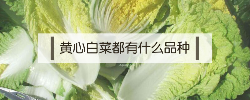 黄心白菜都有什么品种