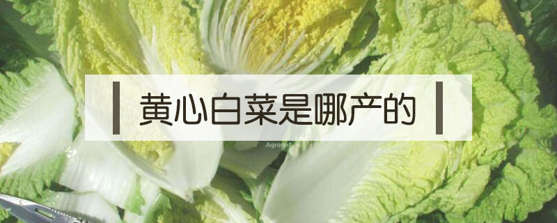 黄心白菜是哪产的