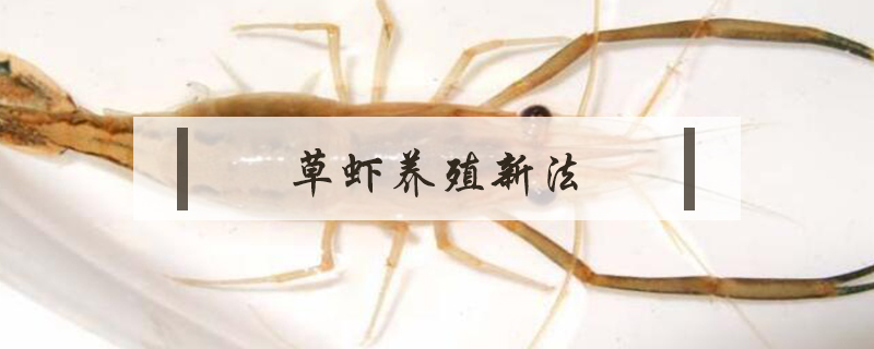 草虾养殖新法