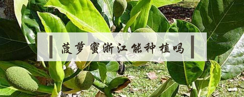 菠萝蜜浙江能种植吗