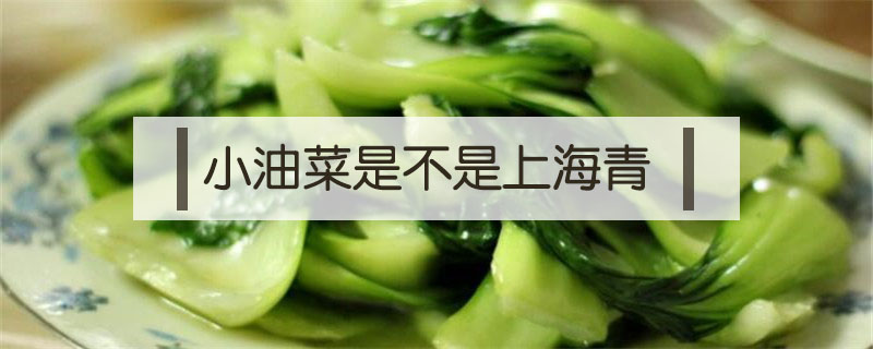 小油菜是不是上海青