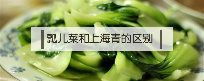 瓢儿菜和上海青区别