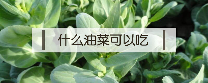 什么油菜可以吃