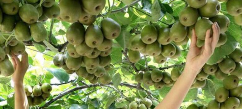 猕猴桃属于什么水果种类，猕猴桃属于浆果类水果