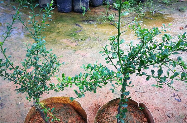 澳洲指橙苗种植技巧，澳洲指橙生长环境