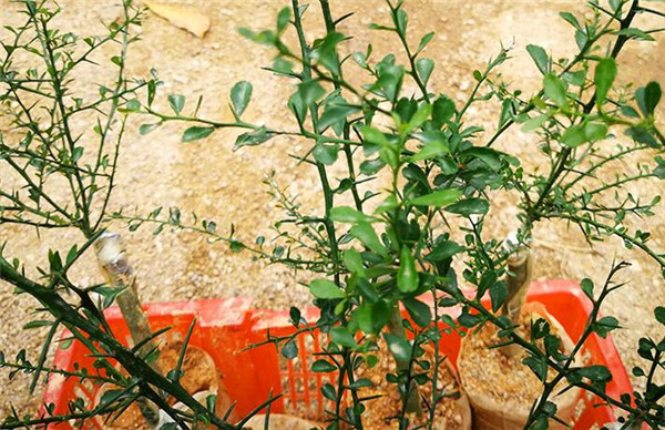 澳洲指橙苗种植技巧，澳洲指橙生长环境