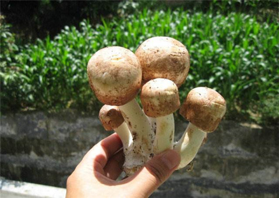 松茸和姬松茸的区别,野生松茸和姬松茸有什么区别