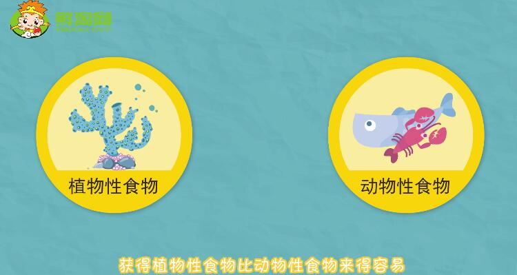 螃蟹吃什么