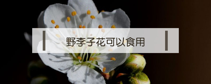 野李子花可以食用吗