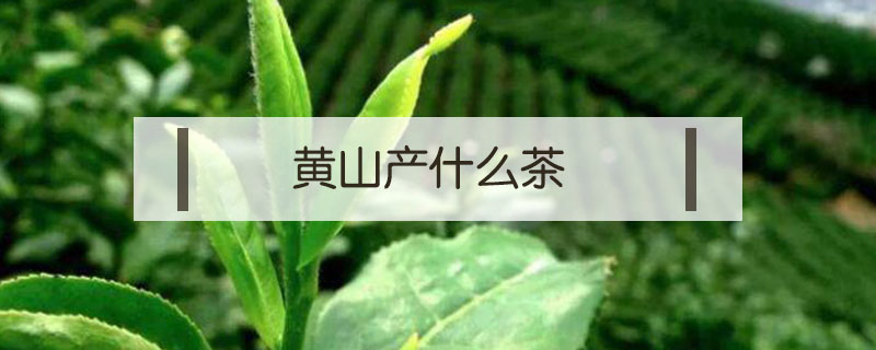 黄山产什么茶