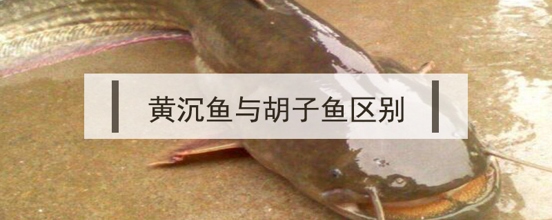 黄沉鱼与胡子鱼区别