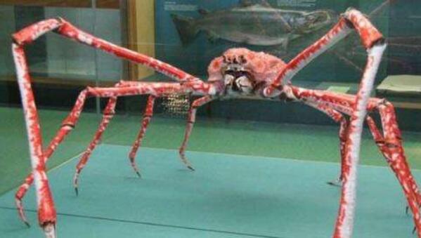 帝王蟹是螃蟹吗，帝王蟹是世界上最大的螃蟹吗
