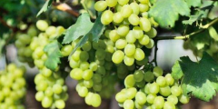葡萄是热性还是凉性水果，100克葡萄的热量是多少