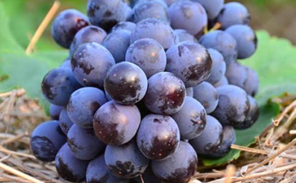夏黑葡萄是提子吗，夏黑葡萄好吃吗