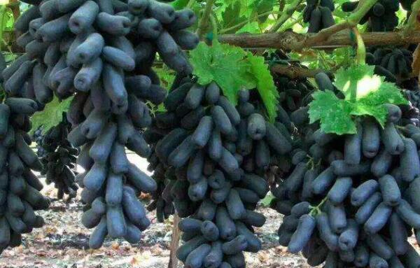 甜蜜蓝宝石葡萄是转基因吗，没有籽的葡萄是转基因葡萄吗