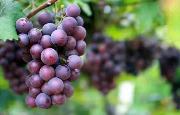 公认口感好的葡萄品种，排名前四的葡萄品种