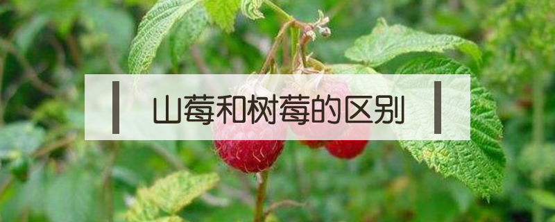 山莓和树莓的区别
