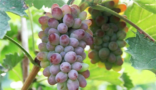 茉莉香葡萄是转基因吗，云南茉莉香葡萄产地