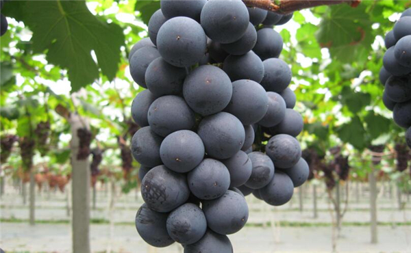 茉莉香葡萄没有完全红可以吃吗，如何挑选新鲜葡萄