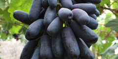 进口黑提什么时候成熟，进口金手指黑提和蓝宝石葡萄区别