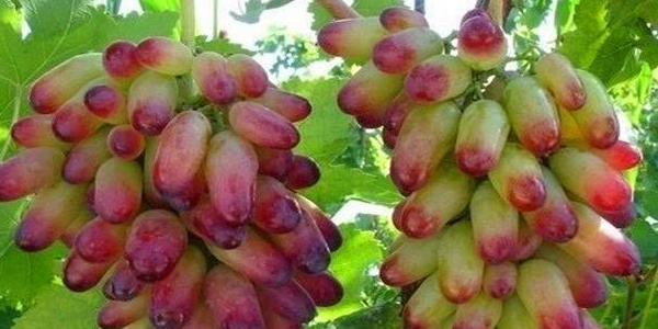 美人指葡萄是转基因吗，美人指葡萄四川好种吗
