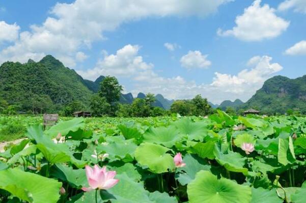 江苏有几个莲藕基地，江苏莲藕种植基地在那里