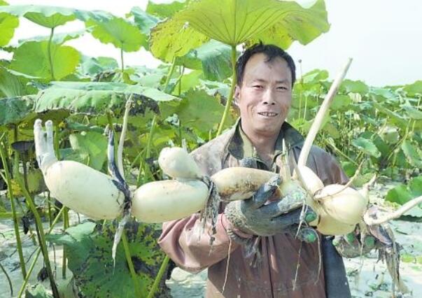 江苏有几个莲藕基地，江苏莲藕种植基地在那里