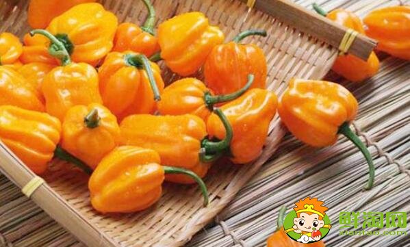 中国最辣的辣椒排名在哪个省，中国十大最辣辣椒排名图片