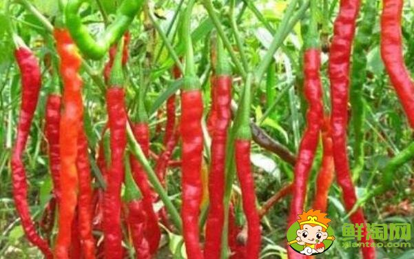 中国最辣的辣椒排名在哪个省，中国十大最辣辣椒排名图片