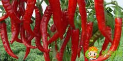 新鲜辣椒怎么保存更久，干辣椒能冷冻保存吗