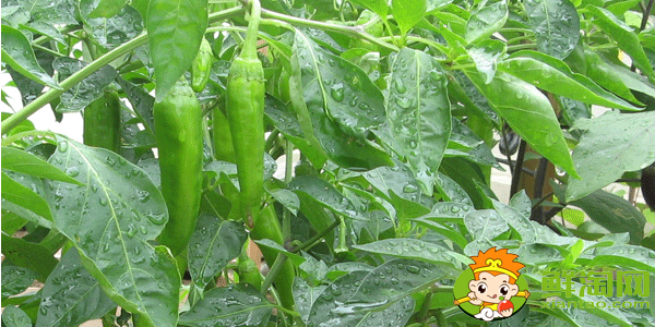江西哪里的辣椒最出名，最高产的辣椒是哪一种