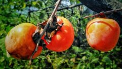 黄柿子和红柿子有什么区别，南红柿子黄与柿子红的区别